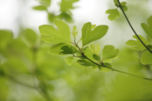 Sassafras Leaves